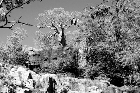 Ice, Nature, Outdoors, Rock, Tree, Tree Trunk, Vegetation, Weather, Wilderness, Woodland